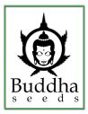 BUDDHA SEEDS FEMI