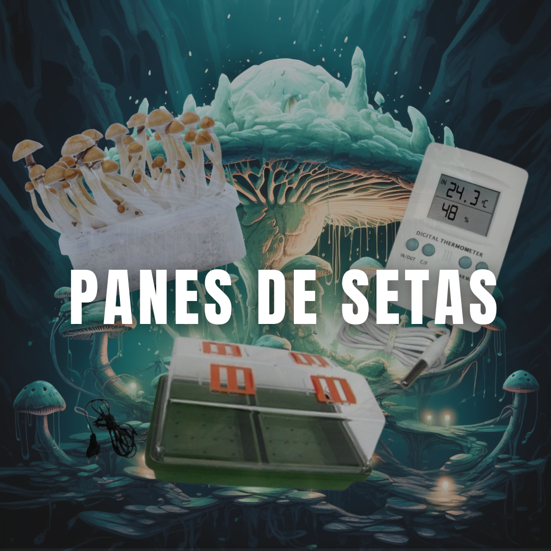 Setas