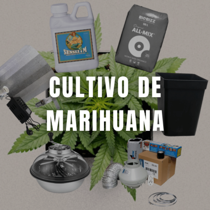 Cultivo