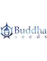 BUDDHA SEEDS