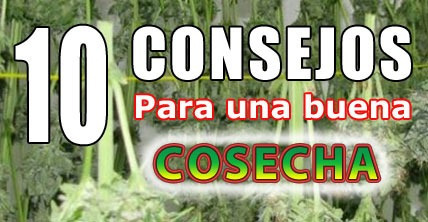 10 consejos para cosechar marihuana con los mejores resultados