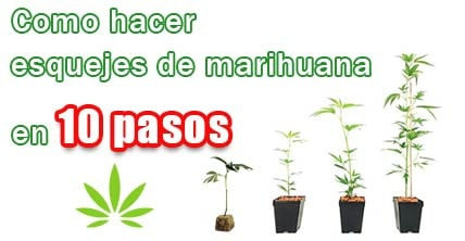 Como hacer esquejes de marihuana en 10 pasos