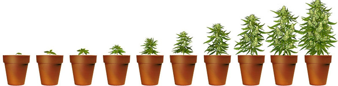Como germinar semillas de marihuana con éxito