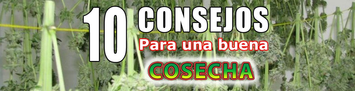 10 consejos para cosechar marihuana con los mejores resultados