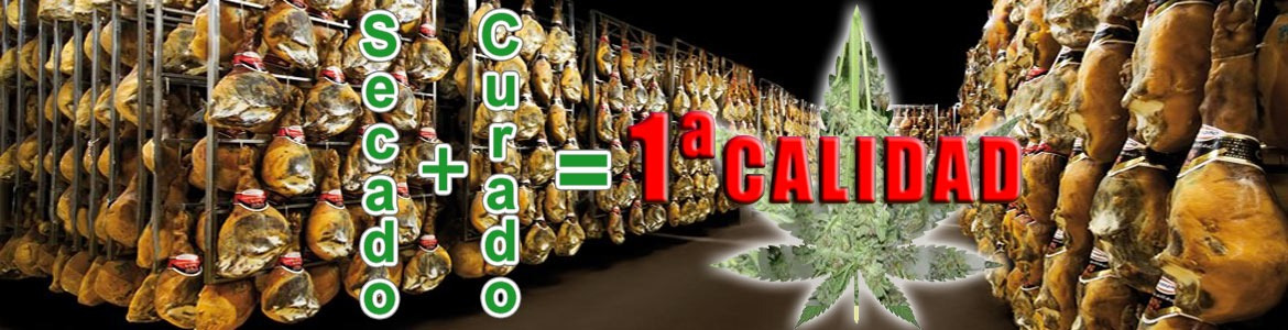 Secado y curado de la marihuana para conseguir hierba de 1ª calidad